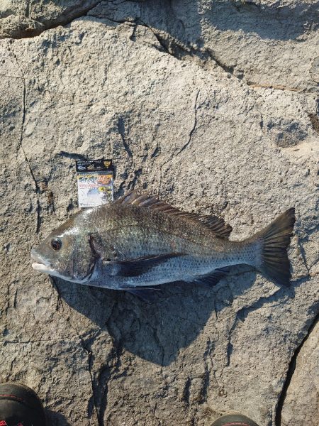クロ釣り(畝刈)