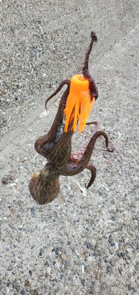 タコまだまだいけます