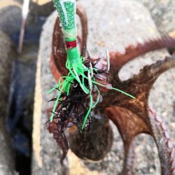 オクトパッシング 23