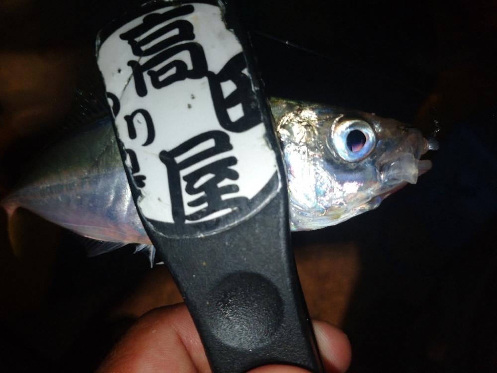 爆釣‼️アジング