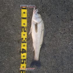 こんちはスズキさん！