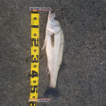 こんちはスズキさん！