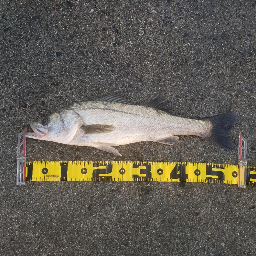 こんちはスズキさん!