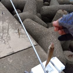 高砂港のキス釣り