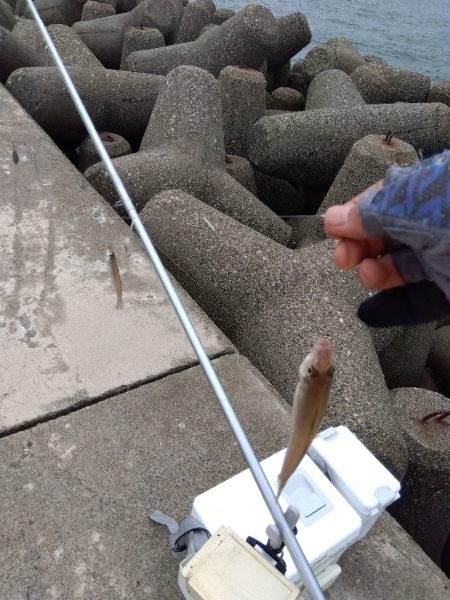 高砂港のキス釣り