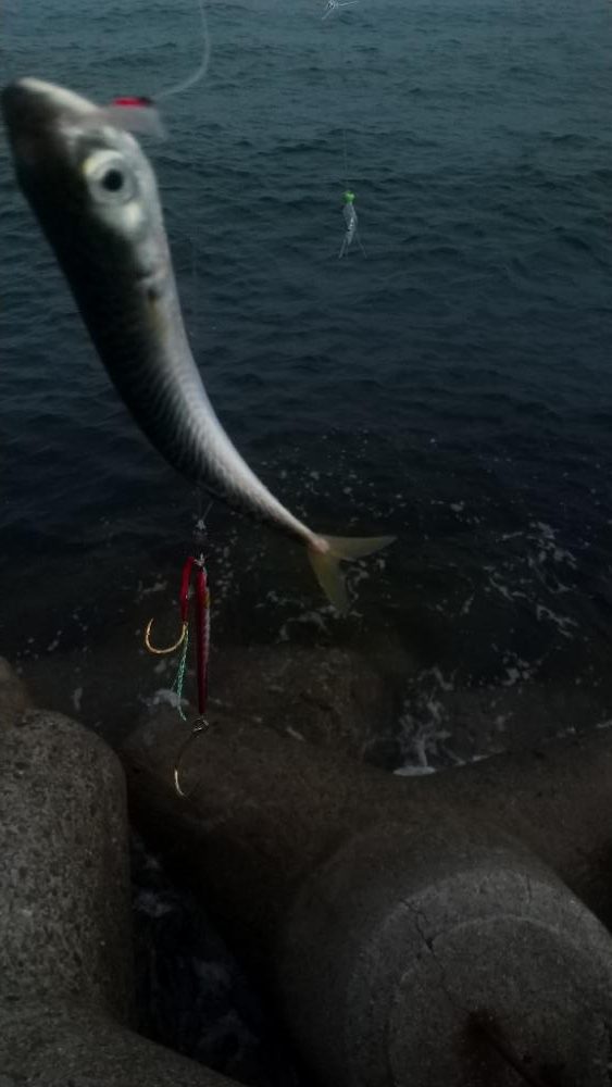 久しぶり…の青物