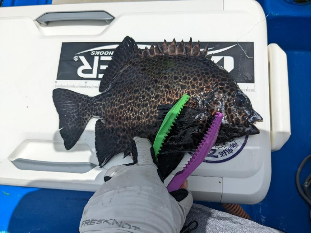 初魚種GETです✨