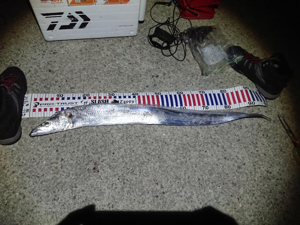 エギングと刀狩り❗