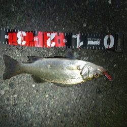 関門海峡　ライトゲーム