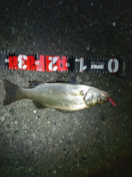 関門海峡　ライトゲーム