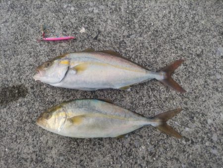 ネイゴ釣れました!