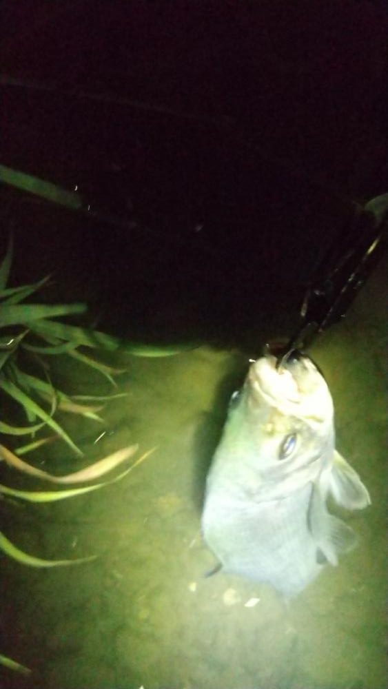 日高川チャレンジ