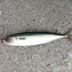 エギングするつもりでしたが…