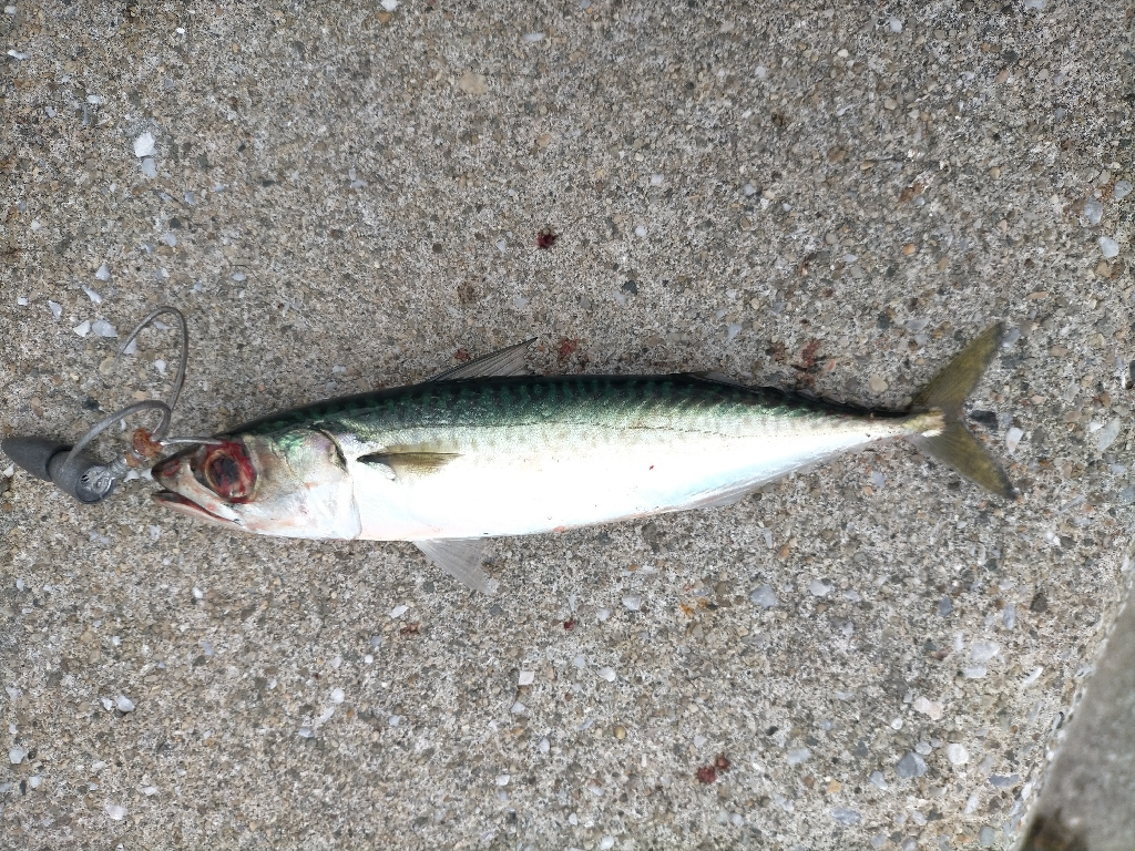 エギングするつもりでしたが…