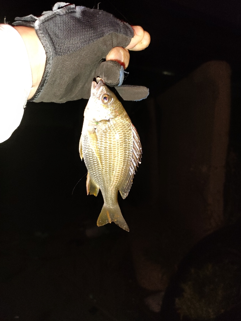 魚もお盆休み？