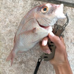 ショアからマダイ!?
