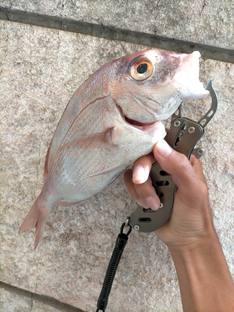 ショアからマダイ!?