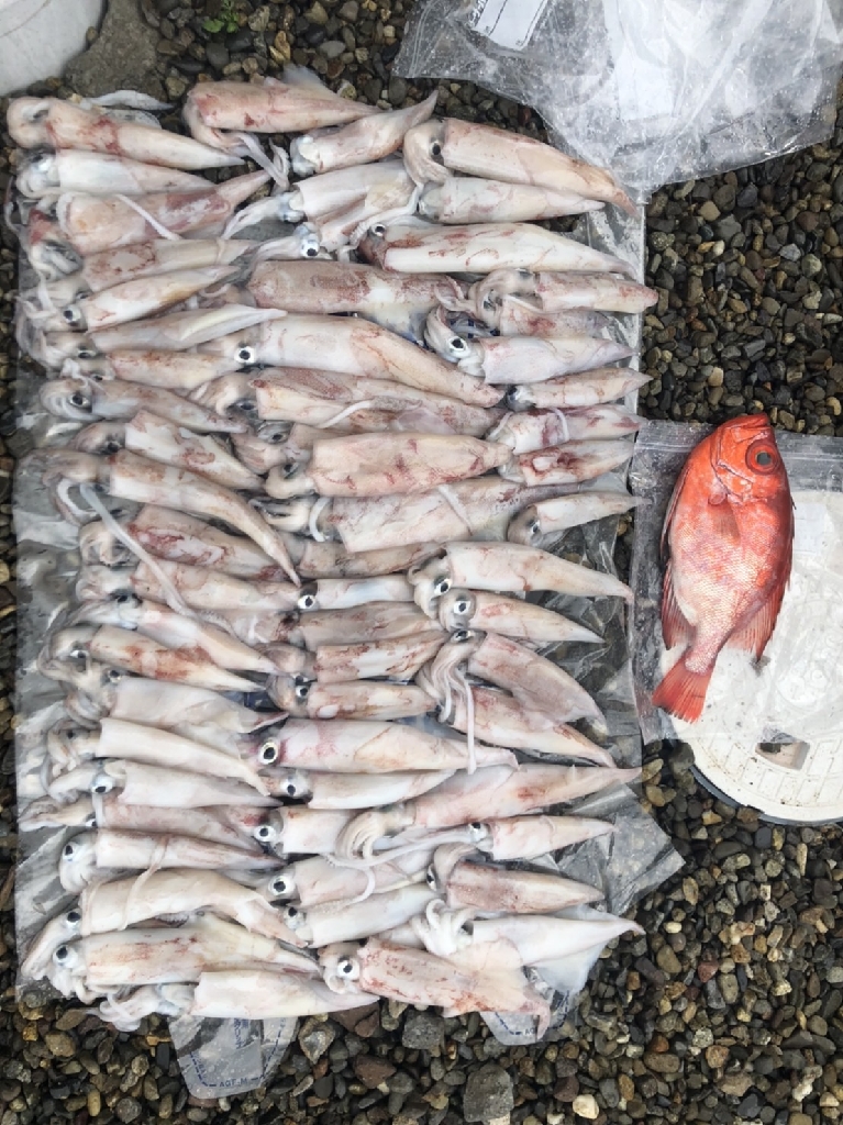 初！船にてジギングとイカメタル