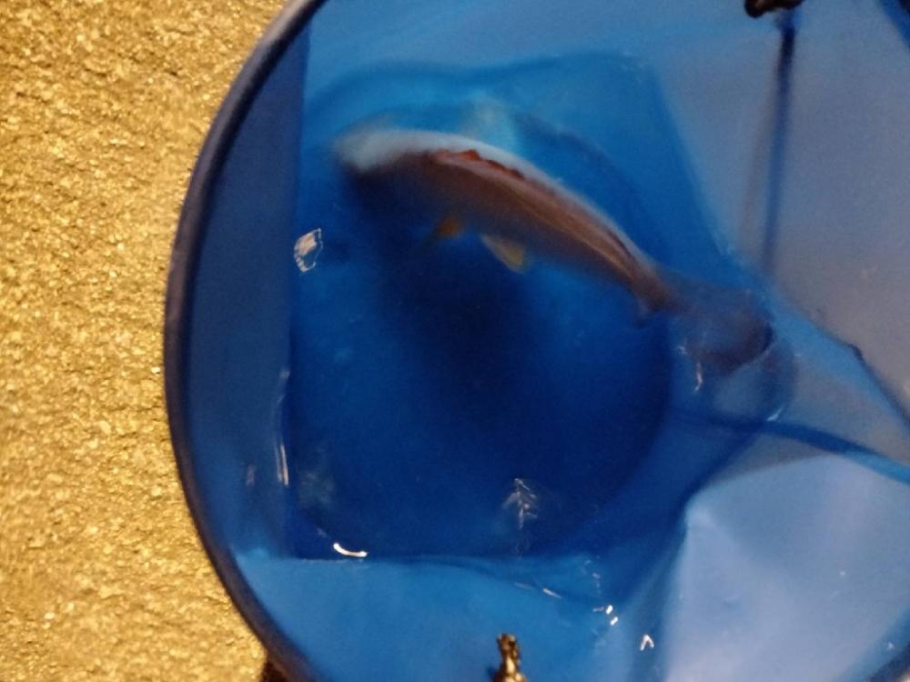 沖縄ナイトゲーム