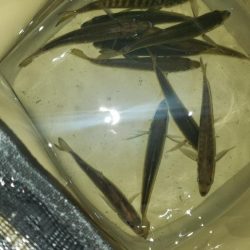 サクッとサビキで