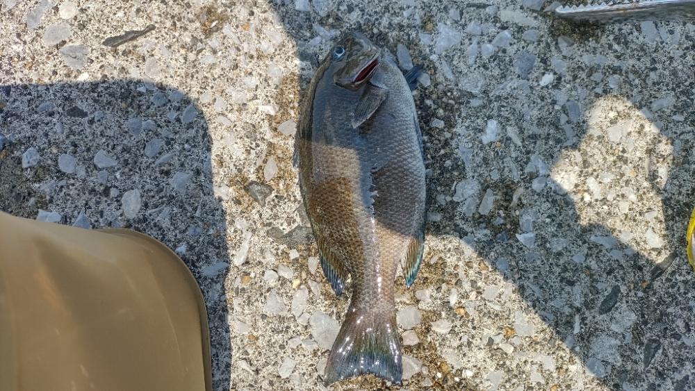 久しぶりの釣り