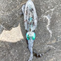 初めて釣れた!!