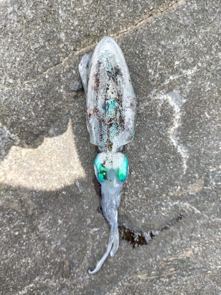 初めて釣れた!!