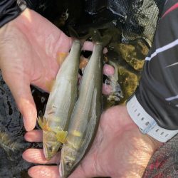鮎釣り