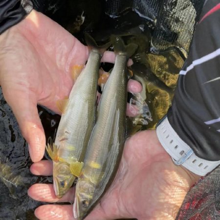 鮎釣り