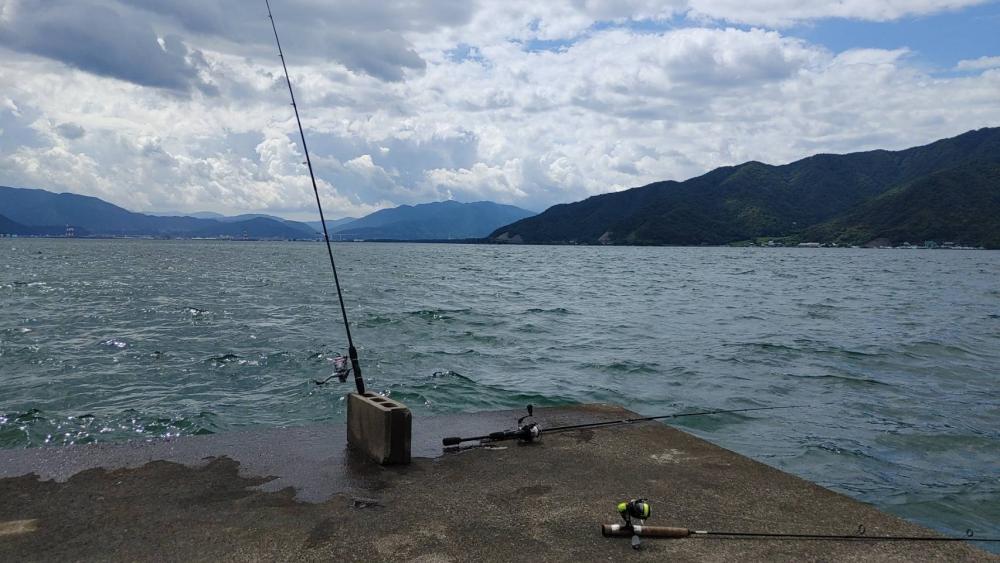 アオリイカ新子