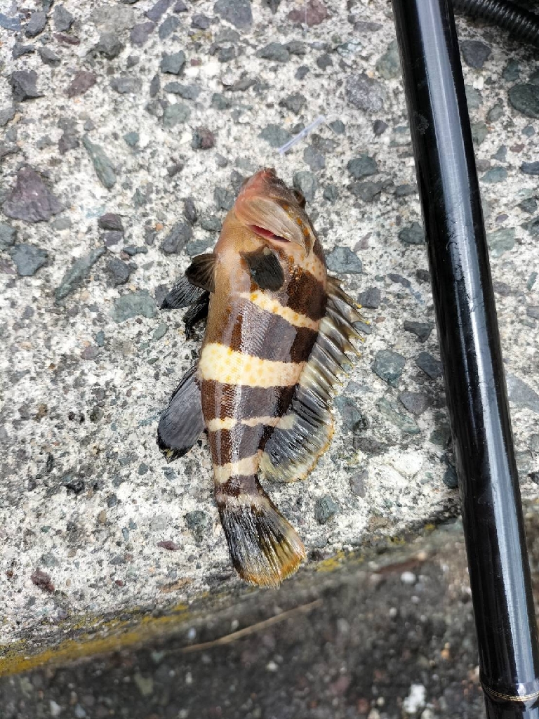 久しぶりのキス釣り