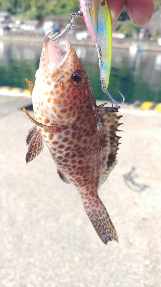 バーベキューついでに朝マズメ釣行