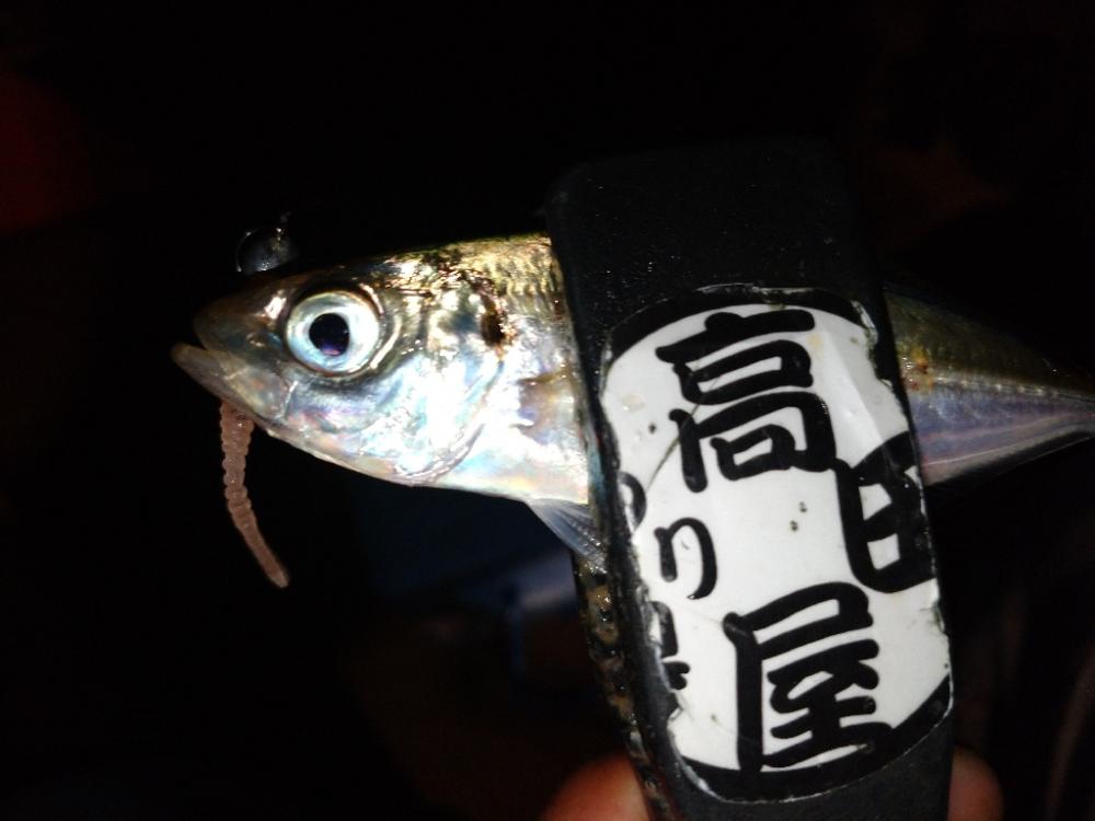 豆アジリベンジ👍