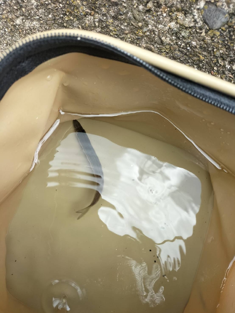 久しぶりのカマス