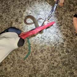 ちょい遠出の撃沈