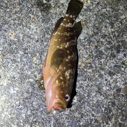 久しぶりの夜釣り