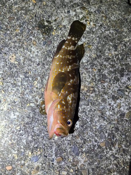 久しぶりの夜釣り