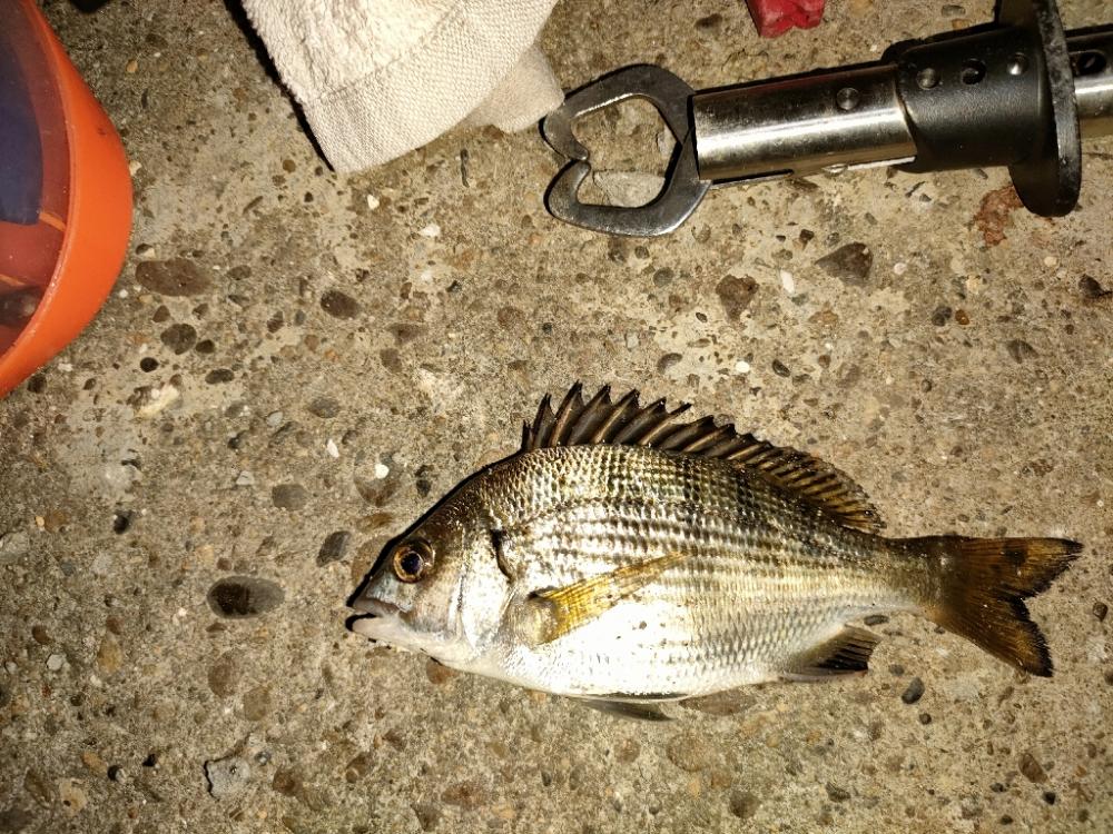 チビレ達の後に…