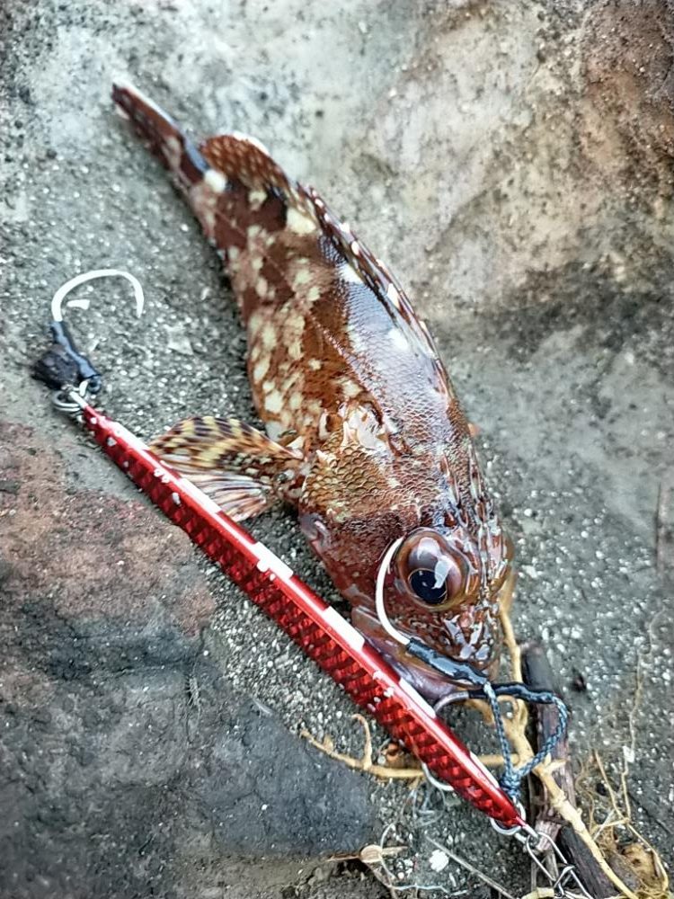 朝マヅメ青物回遊あり