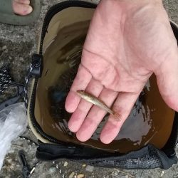 ハゼ釣りの珍客