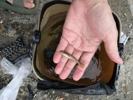 ハゼ釣りの珍客