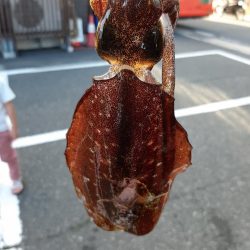 アオリイカを探して