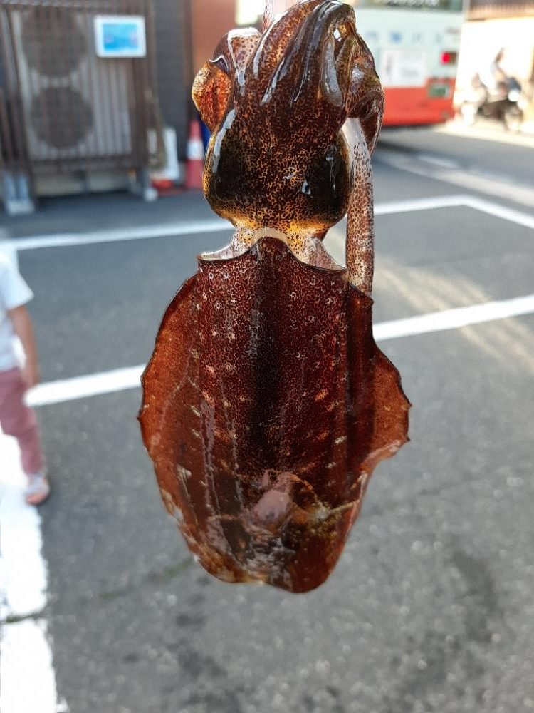 アオリイカを探して