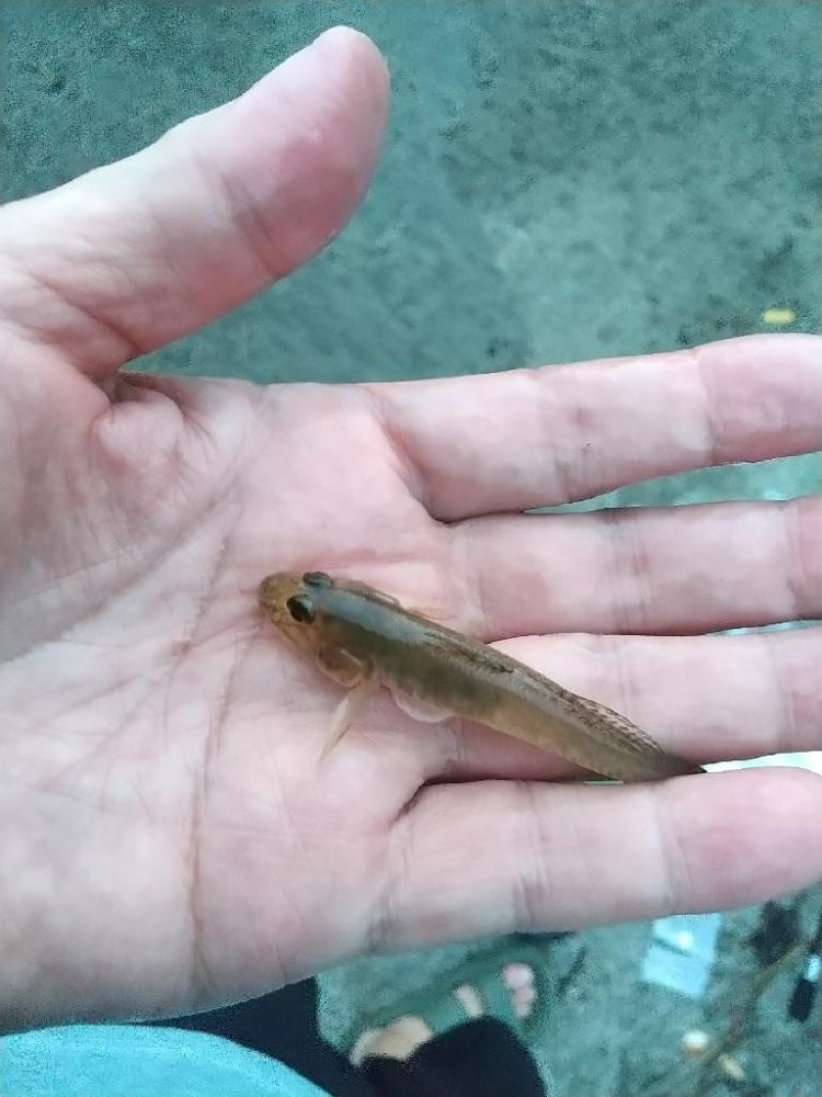 ハゼは裏切らない