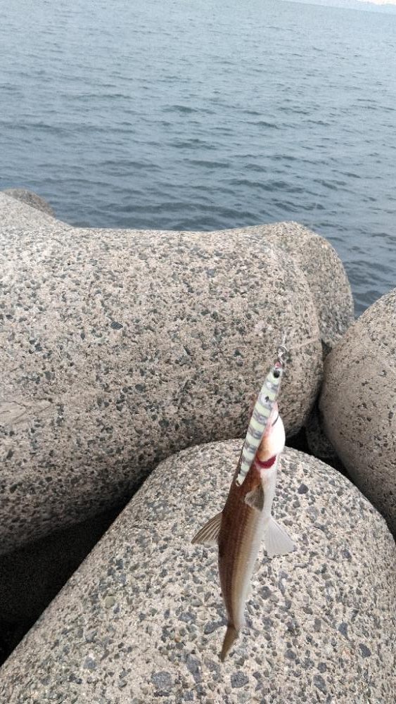 シーズン初タチウオ