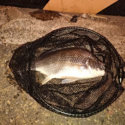 毎度お馴染みの夜釣り