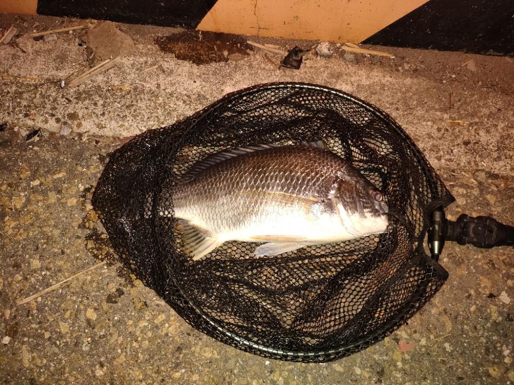 毎度お馴染みの夜釣り