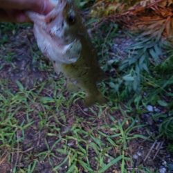 シーバスと思いきやば