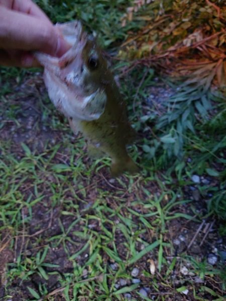 シーバスと思いきやば