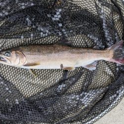 久々のエリアフィッシング〜